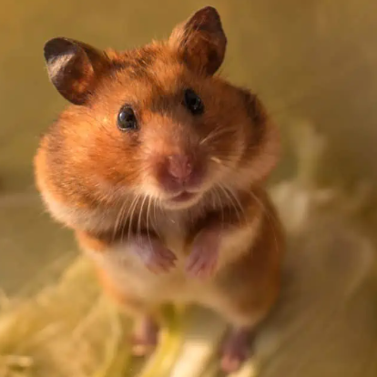 obituary photo for Rex