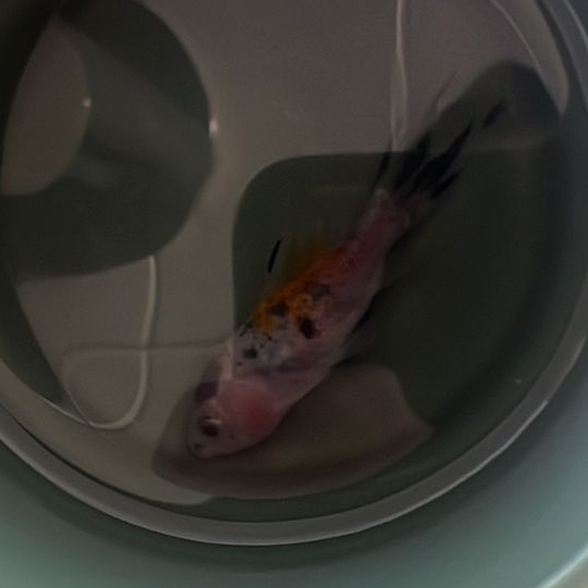 obituary photo for GiGi