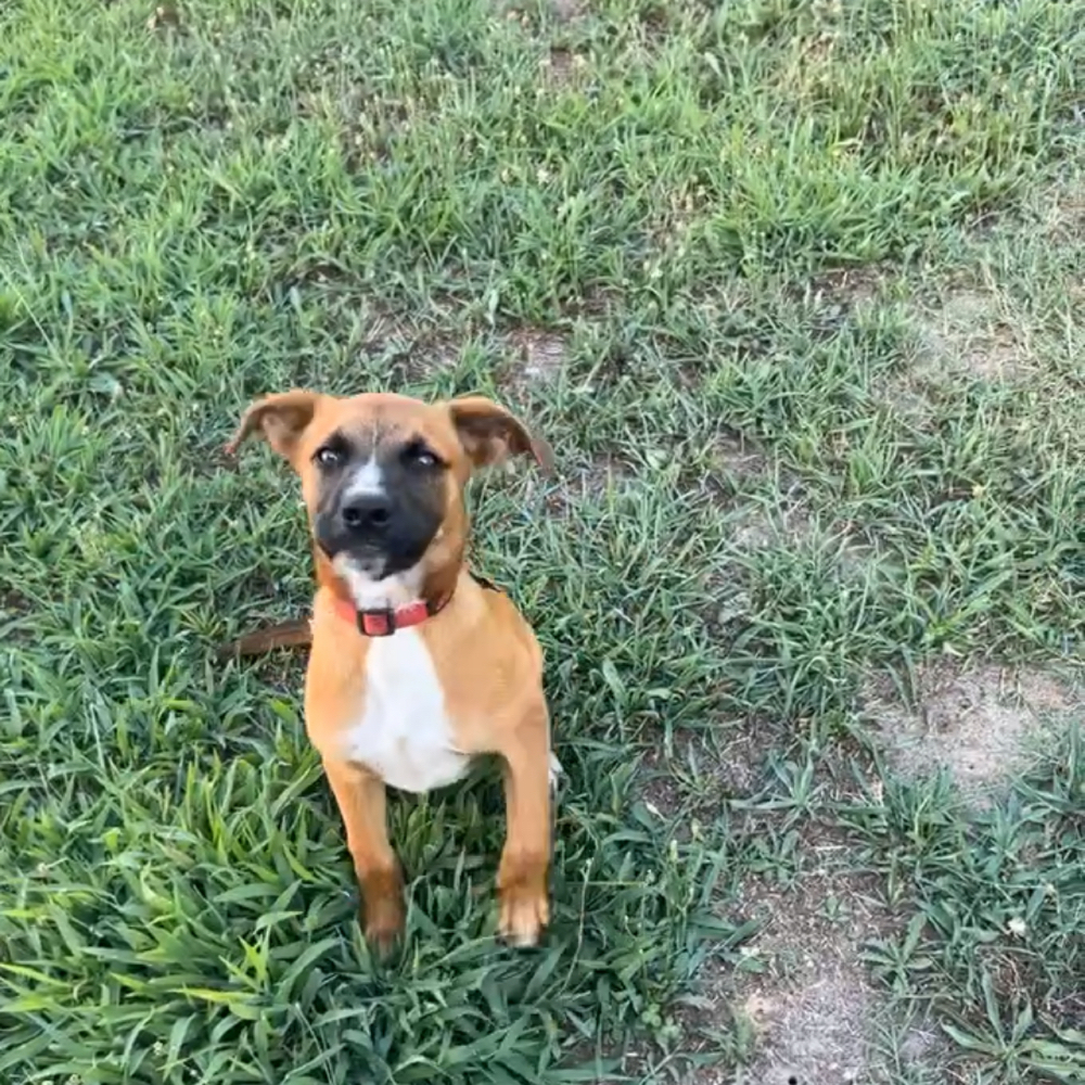 obituary photo for Ace