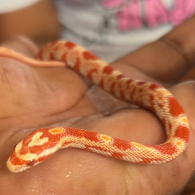 obituary photo for LeBron 