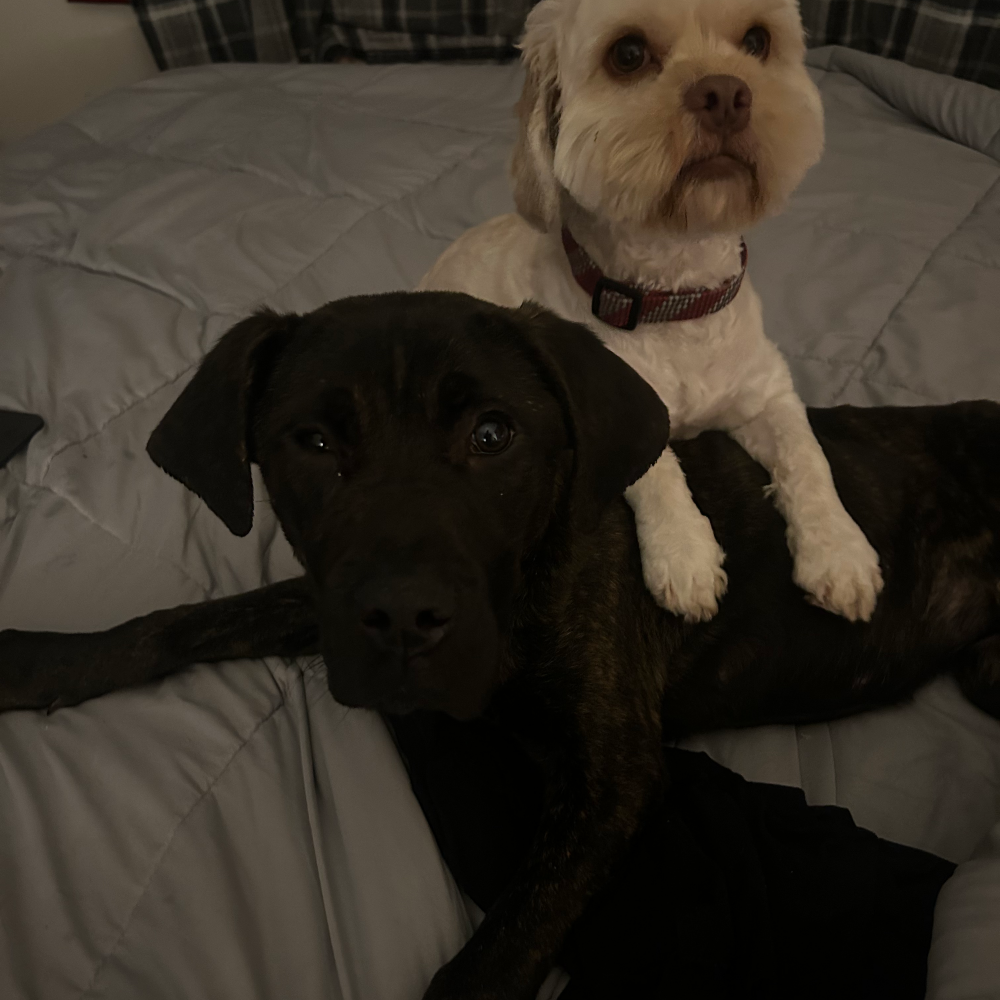 obituary photo for Bella Noche