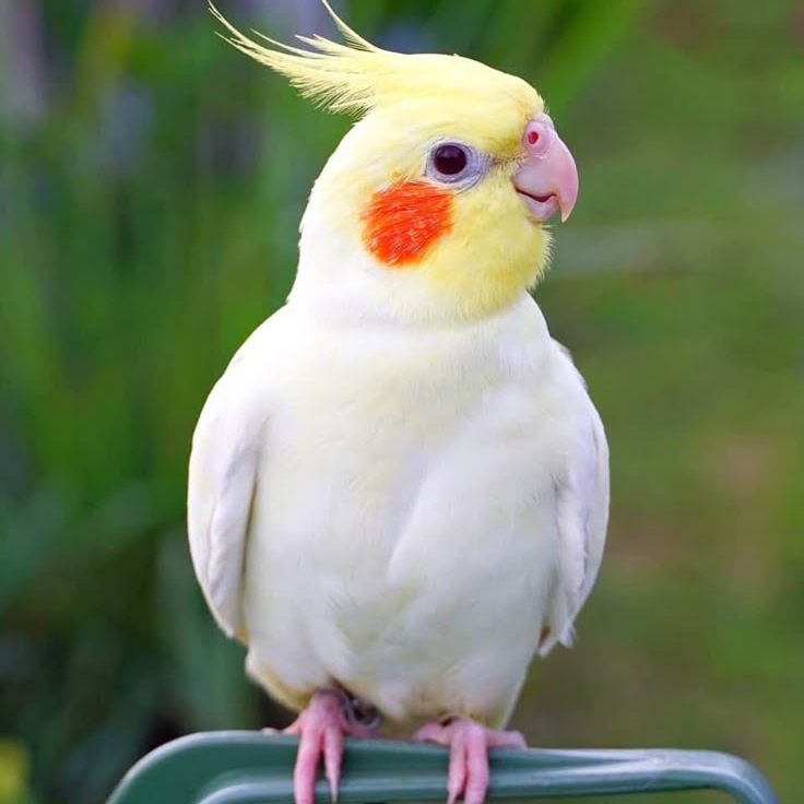 obituary photo for pear