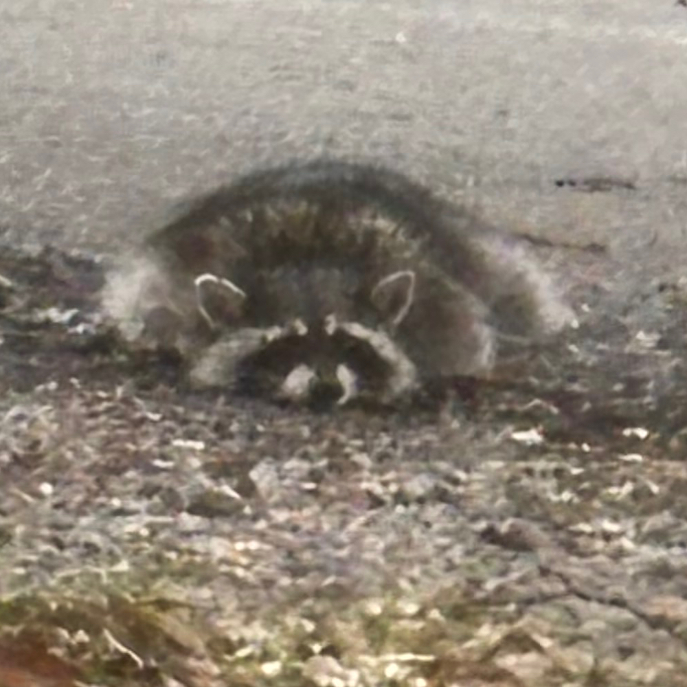 obituary photo for Raccoon 