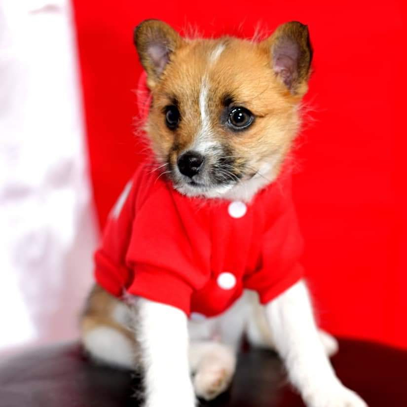 obituary photo for CHEWY