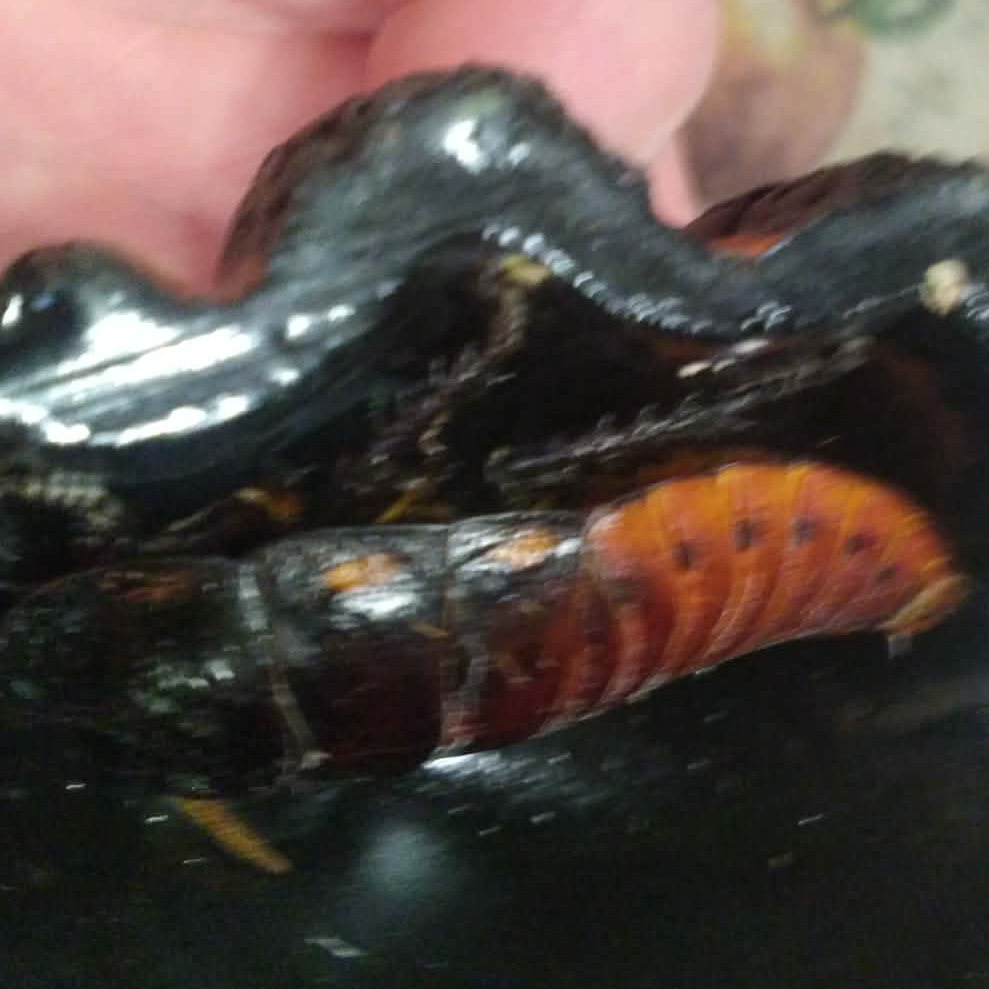 obituary photo for Harry